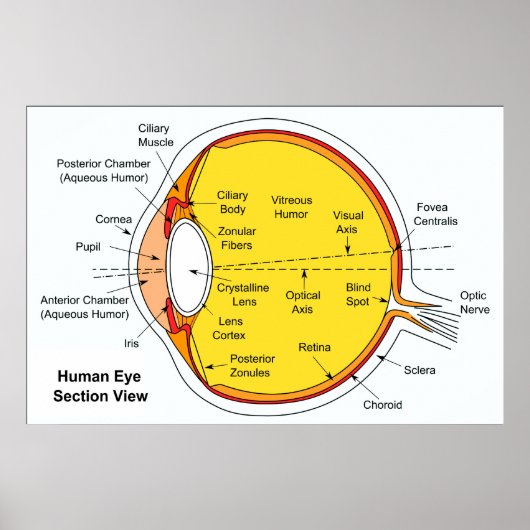 人間の眼球の解剖学的図 ポスター (正面)