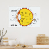 人間の眼球の解剖学的図 ポスター (キッチン)