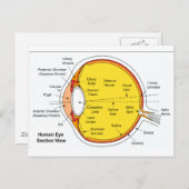人間の眼球の解剖学的図 ポストカード (正面/裏面)