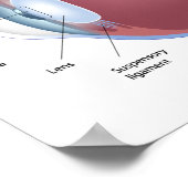 人間の眼解剖学ポスター ポスター (角)