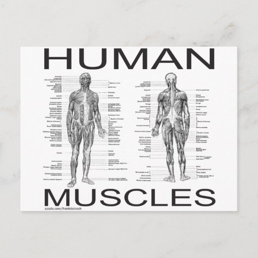 人間の筋肉と解剖学 ポストカード (正面)