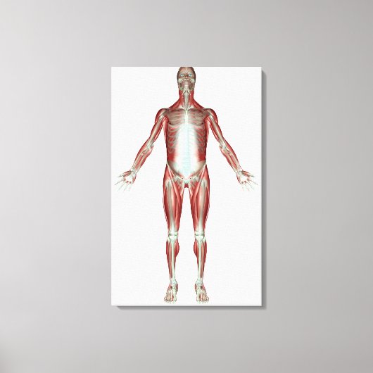 人間の筋肉の全ての体 キャンバスプリント (正面)