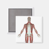 人間の筋肉の全ての体 マグネット (正面/裏面)