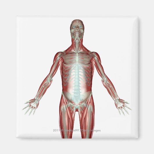 人間の筋肉の全ての体 マグネット (正面)