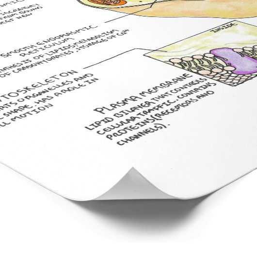 人間の細胞 ポスター (角)