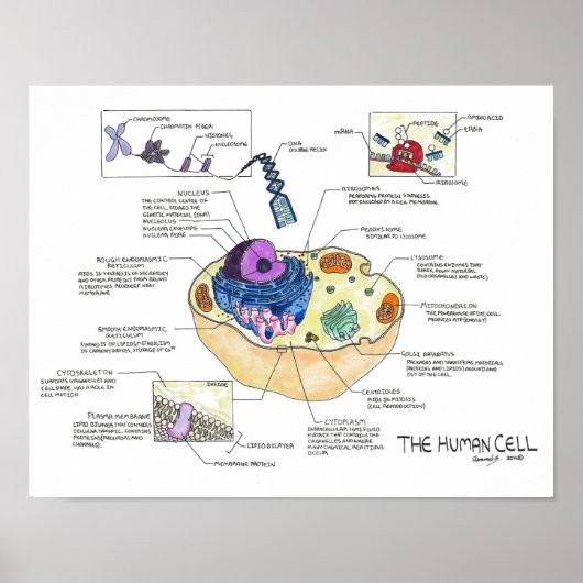 人間の細胞 ポスター (正面)
