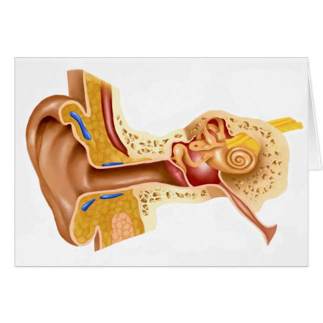 人間の耳の断面 (正面横)