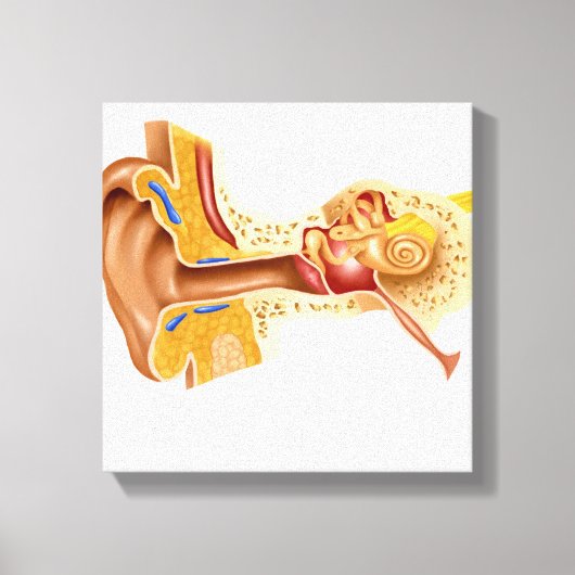 人間の耳の断面 キャンバスプリント (正面)