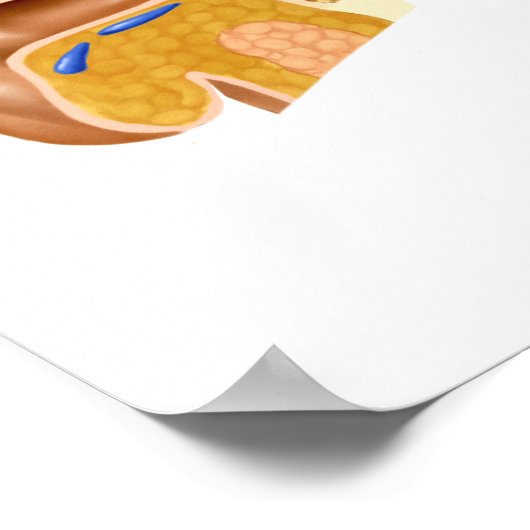 人間の耳の断面 ポスター (角)