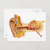 人間の耳の断面 ポストカード (正面/裏面)