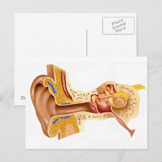 人間の耳の断面 ポストカード (正面/裏面)