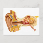 人間の耳の断面 ポストカード (正面)