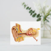 人間の耳の断面 ポストカード (スタンド正面)