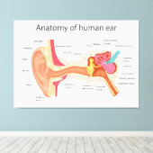 人間の耳の構造 キャンバスプリント (インサイチュ (ウッドフロア))