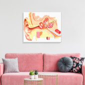 人間の耳の構造 キャンバスプリント (インサイチュ (リビング))