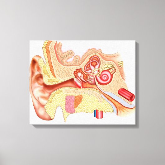 人間の耳の構造 キャンバスプリント (正面)
