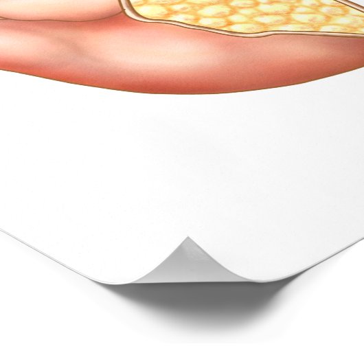 人間の耳の構造 ポスター (角)
