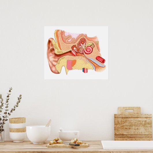 人間の耳の構造 ポスター (キッチン)