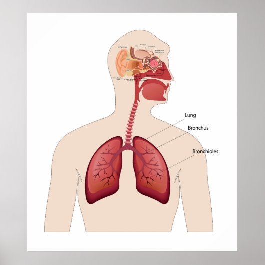人間の耳の構造 ポスター (正面)
