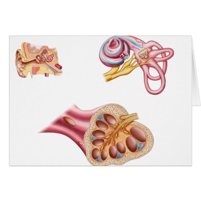 人間の耳の蝸牛管構造 (正面横)