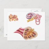 人間の耳の蝸牛管構造 ポストカード (正面/裏面)