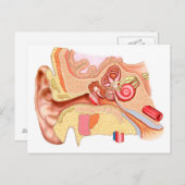 人間の耳の解剖学 ポストカード (正面/裏面)