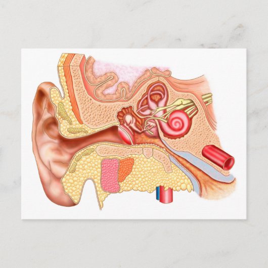 人間の耳の解剖学 ポストカード (正面)