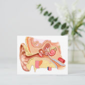 人間の耳の解剖学 ポストカード (スタンド正面)