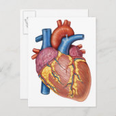 人間の肉眼的解剖ハート ポストカード (正面/裏面)