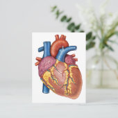 人間の肉眼的解剖ハート ポストカード (スタンド正面)