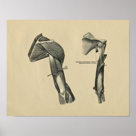 人間の肩の腕の解剖学1902ヴィンテージプリント ポスター (正面)