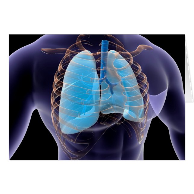 人間の肺と胸郭の概念像2 (正面横)