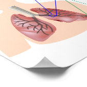 人間の肺解剖学と機能ポスター ポスター (角)