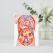 人間の胴体の体モデルと臓器 ポストカード (スタンド正面)