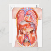 人間の胴体の体モデルと臓器 ポストカード (正面/裏面)