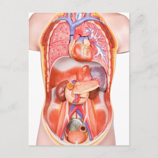 人間の胴体の体モデルと臓器 ポストカード (正面)