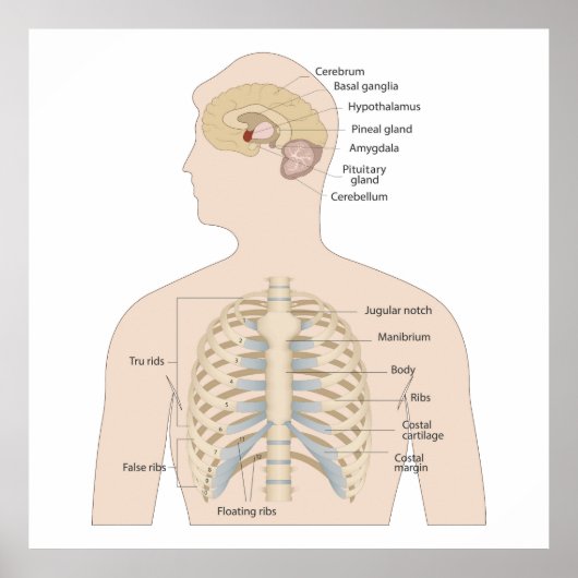 人間の胸骨 ポスター (正面)