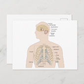 人間の胸骨 ポストカード (正面/裏面)