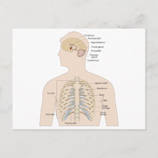 人間の胸骨 ポストカード (正面)