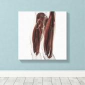 人間の脚の男性の筋肉の解剖学的側面 キャンバスプリント (インサイチュ (ウッドフロア))