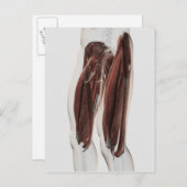 人間の脚の男性の筋肉の解剖学的側面 ポストカード (正面/裏面)