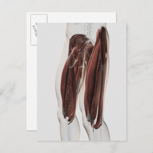 人間の脚の男性の筋肉の解剖学的側面 ポストカード (正面/裏面)