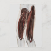 人間の脚の男性の筋肉の解剖学的側面 ポストカード (正面)