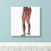 人間の脚の男性の筋肉解剖学1 キャンバスプリント (インサイチュ (ウッドフロア))