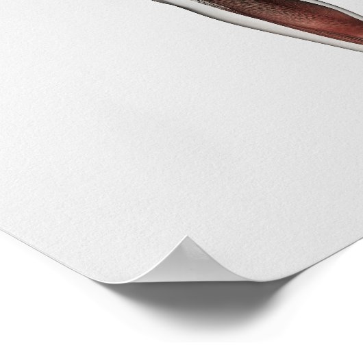 人間の脚の男性の筋肉解剖学1 ポスター (角)