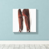 人間の脚の男性の筋肉解剖学2 キャンバスプリント (インサイチュ (ウッドフロア))