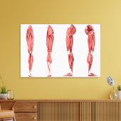 人間の脚の筋肉の医学的イラストレーション キャンバスプリント (インサイチュ (リビング))