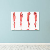 人間の脚の筋肉の医学的イラストレーション キャンバスプリント (インサイチュ (ウッドフロア))