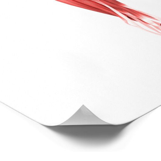 人間の脚の筋肉の医学的イラストレーション ポスター (角)