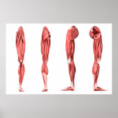人間の脚の筋肉の医学的イラストレーション ポスター (正面)